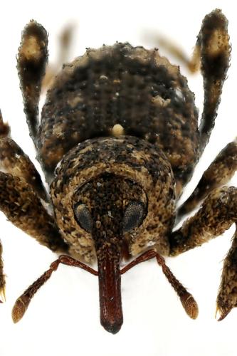 Camptorhinus simplex